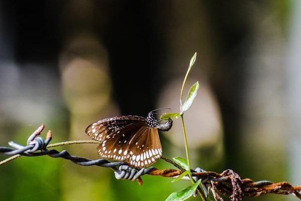 Пшеница яровая 4 класс